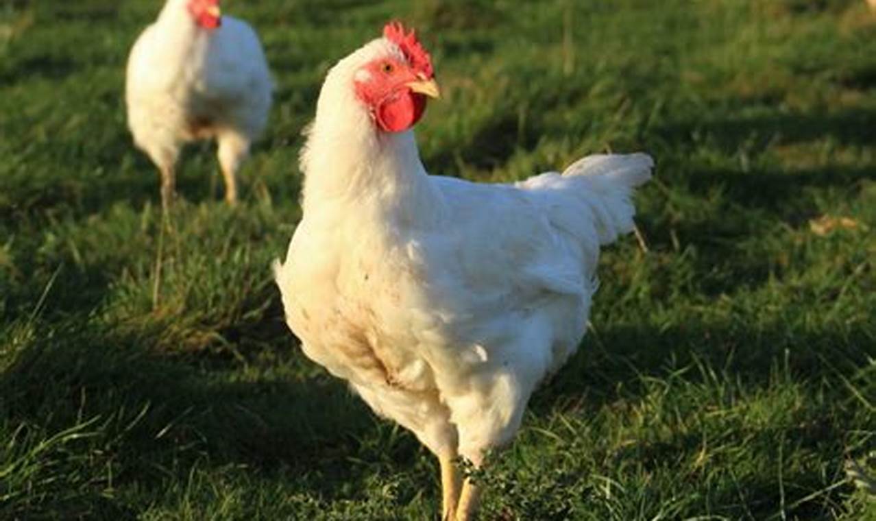Is Organic Chicken Raised Without Antibiotics
