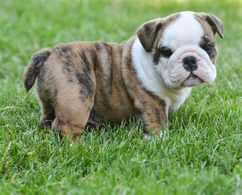 French bulldog is now the most popular dog breed