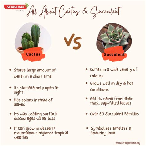 Is A Cactus A Succulent