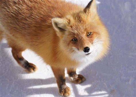 Is A Fox A Farm Animal
