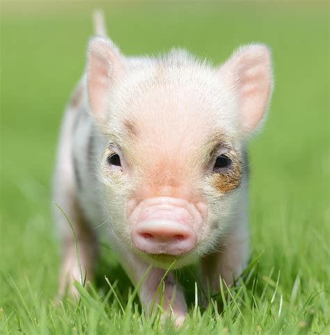 Is A Mini Pig Considered A Farm Animal