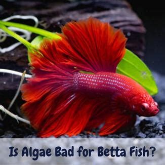 Is Algae Bad For Betta Fish