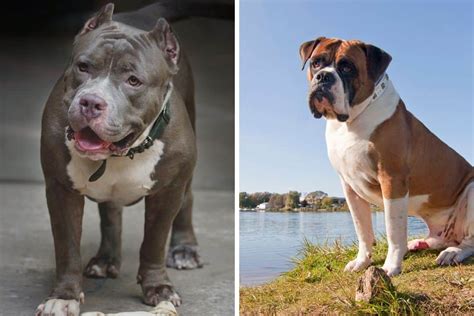 Are American Bulldogs And Pit Bulls The Same Thing