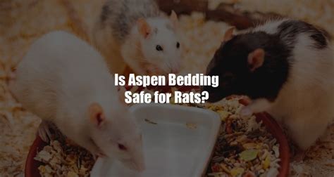 Aspen Bedding For Rats: Everything You Need To Know | The Rat World