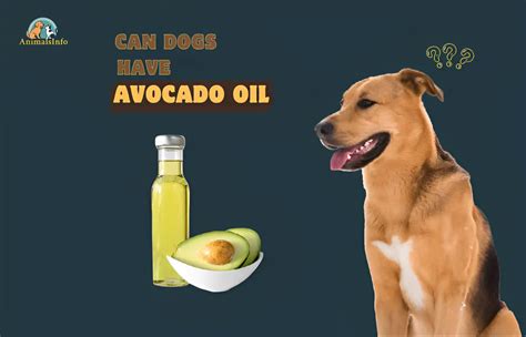 Unleashing the Benefits of Avocado Oil: Safe and Effective for Nourishing Your Canine's Skin
