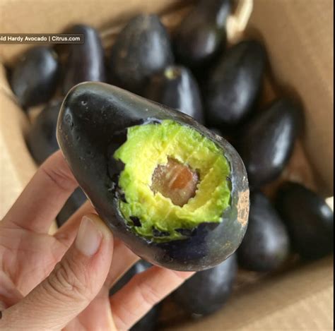 Unveiling the Truth: Can You Eat Avocado Skin?