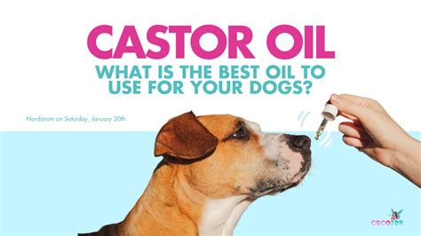 Unleashing Healthy Skin: Discover the Benefits of Castor Oil for Your Pup's Perfect Coat!