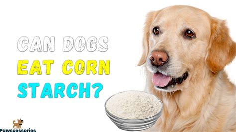 Unleash a Safe and Happy Pup: Exploring the Benefits of Cornstarch for Soothing Your Furry Friend's Skin!