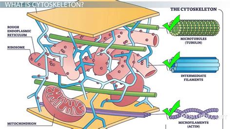 Cytoskeleton in Plant and Animal Cells: Exploring the Structural Framework of Living Organisms - A Comprehensive Guide