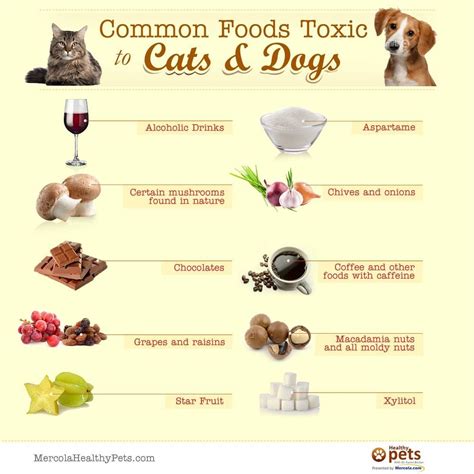 Protect Your Feline Friend: Uncover the Hidden Dangers Lurking in Dog Food Aimed at Cats