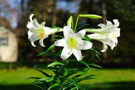 Is Easter Lily Perennial