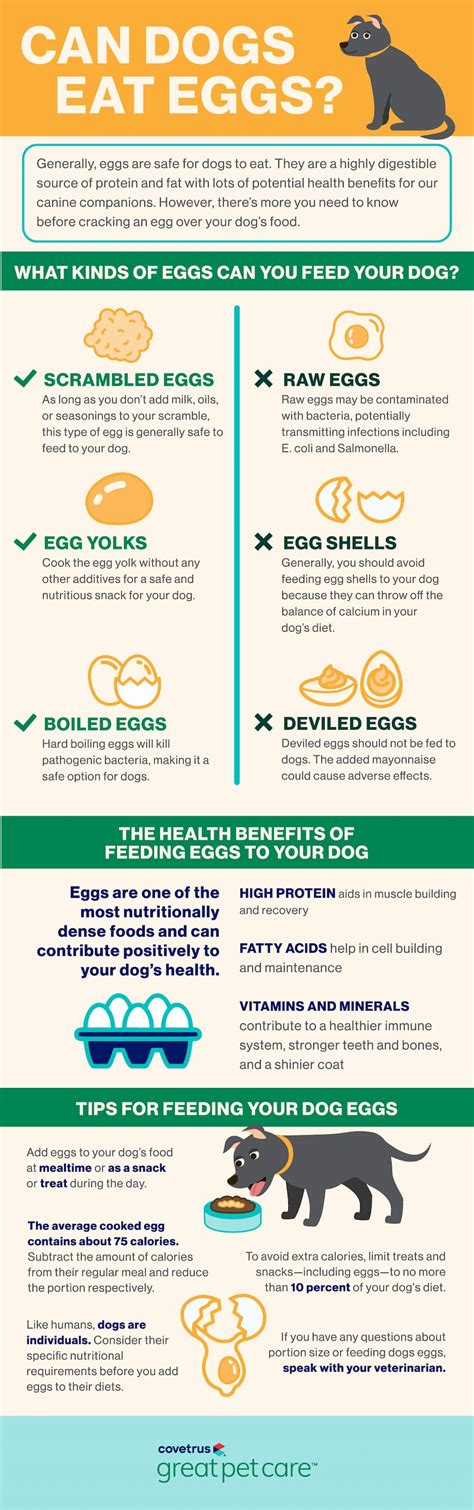 Unlocking the Benefits: Is Egg Good for Your Dog's Health?