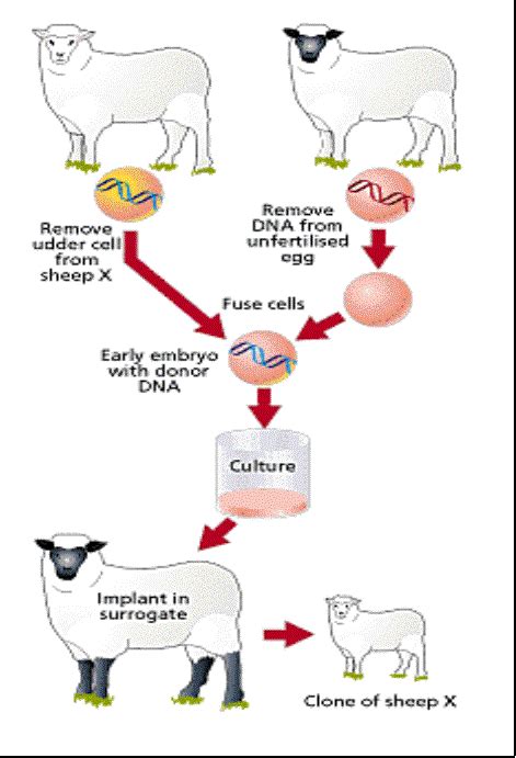 Is Farm Animal Cloning Cost Productive In Australia 2018