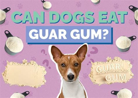 Is Guar Gum Safe for Dogs
