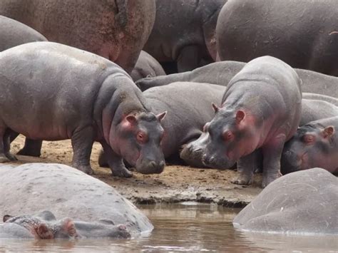 Uncovering the Myth: Exploring Whether Hippo Skin Truly Boasts Bulletproof Capabilities