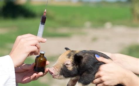 Is It Legal To Dose Unprescribed Antibiotics To Farm Animals