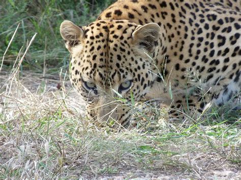 Is Leopard A Farm Animals