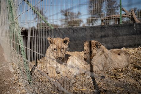 Is Lion A Farm Animal