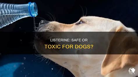 Unleash a Fresh and Safe Canine Coat: Exploring the Potentials of Listerine as a Dog's Skin Solution