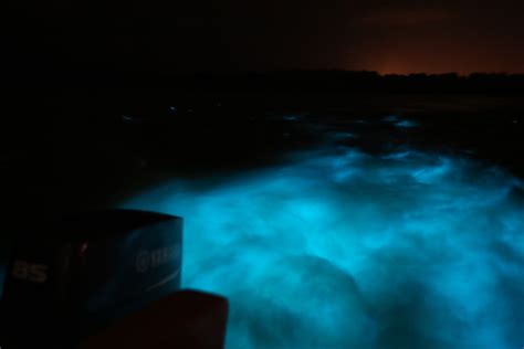 Is Luminous Lagoon Worth Visiting