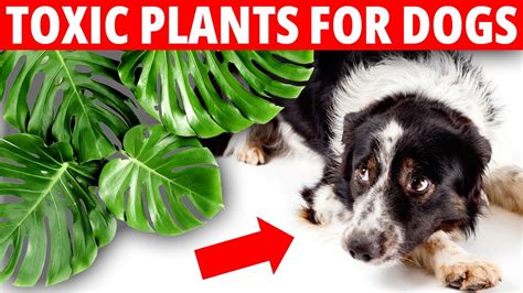 Are Monsteras Toxic to Dogs? - Monstera Plant Resource