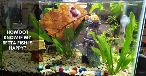Is My Betta Happy