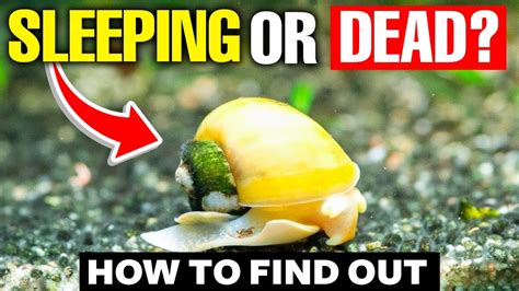 Is My Snail Dead