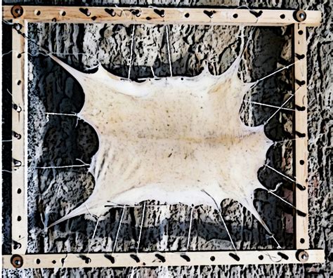 Unveiling the Truth: Is Parchment Paper Truly Made from Animal Skin?