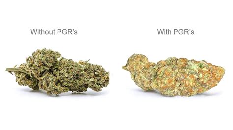 Is Pgr Weed Bad For You