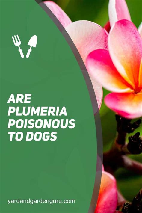 Are Plumeria Poisonous for your Dog - Warning Signs and Steps
