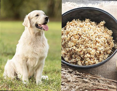 Is Quinoa Safe for All Dogs
