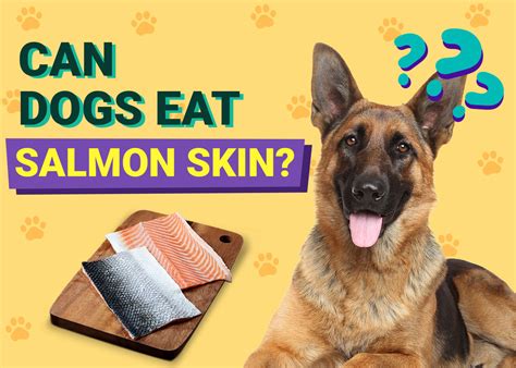 5 Surprising Reasons Why Salmon Skin Can Be Harmful for Your Pooch!