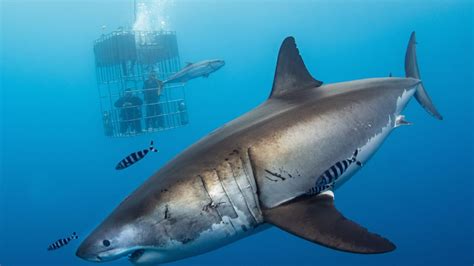 Unleashing the Myth: Is Shark Skin Really Tough?