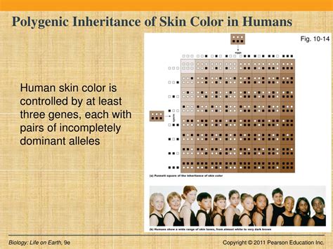 Understanding Skin Color as a Complex Polygenic Trait
