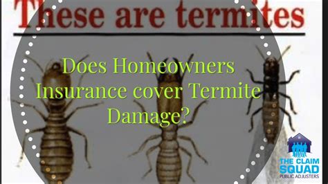 Is Termite Damage Covered By Homeowners Insurance State Farm