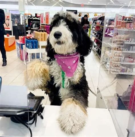 Is Ulta Dog Friendly