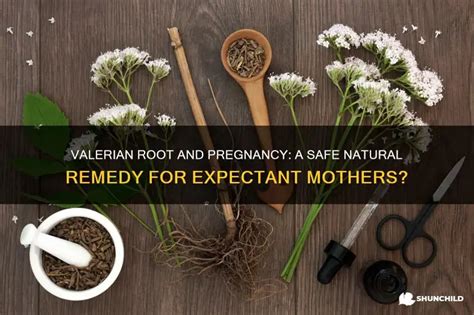 Is Valerian Root Safe For Pregnancy