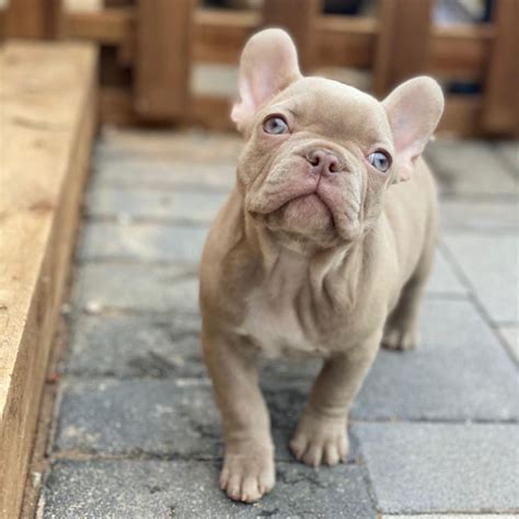 Isabella Gene French Bulldog: Everything You Need To Know