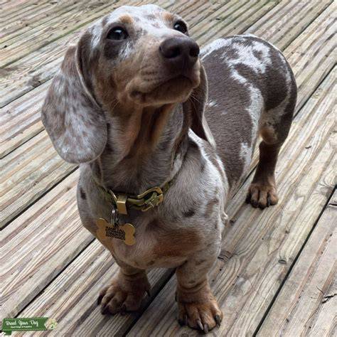 Isabella Dapple Pie Dachshund, Mini puppy for sale near Spokane