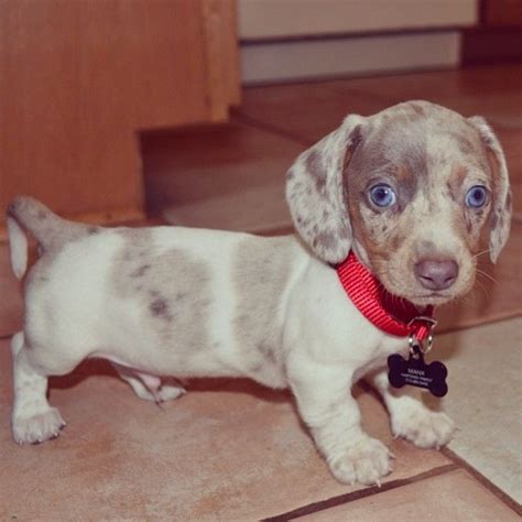 Isabella Piebald Dachshund: The Unique And Cute Dog Breed Of 2023