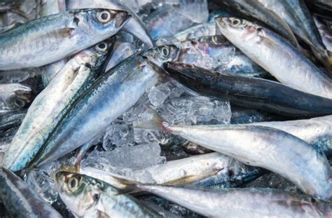 Bakit Kinagiliwan ang Isda ng Ashun Shanshui: Iba't-ibang Benepisyo at mga Kagila-gilalas na Katangian ng Paboritong Isda ng mga Asyano!