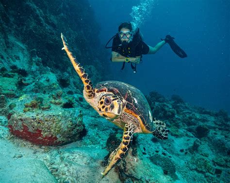 Buceo en Isla Mujeres