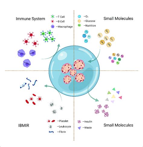 Islet Cell Transplantation and Encapsulation