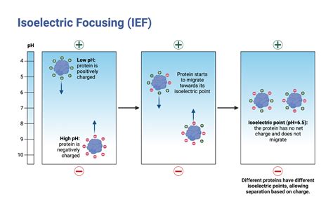 Isoelectric Focusing Made Easy: Understand the Process with Animated Illustrations
