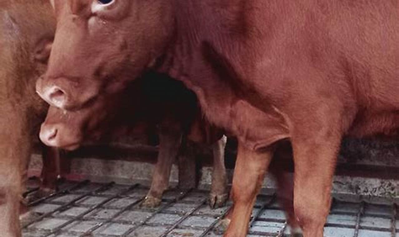 Israel Red Heifer 2024