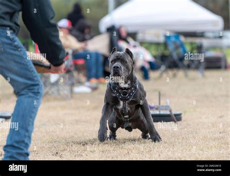 Italian Mastiff Cane Corso Weight Chart