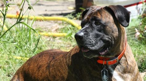 55+ Italian Mastiffs Facts l2sanpiero