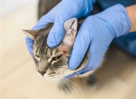 Scratching the Surface: Understanding Itchy Skin in Cats
