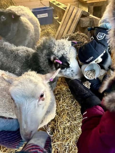 Ivalo Experience Farm Tips