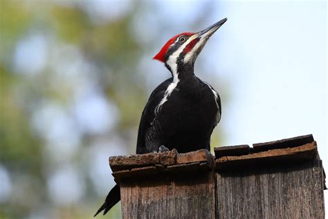 Ivory-billed woodpecker